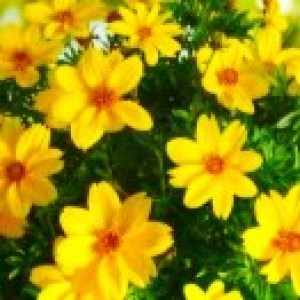 Bidens Rockstar3_300x30022_300x300